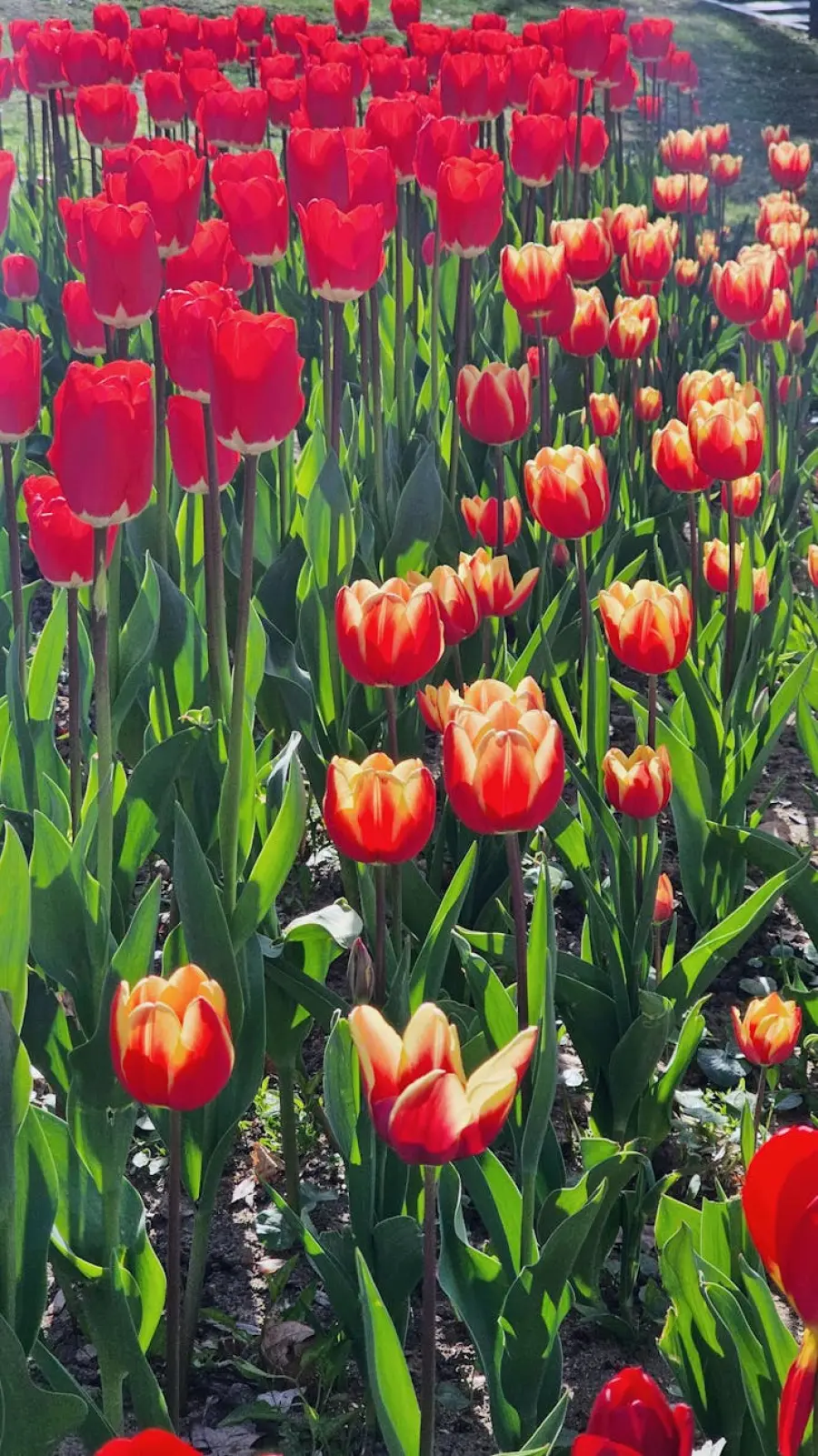 Basilicata, Picerno: il 25 Aprile sia impegno per lavoro e diritti