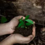 Forestazione in Basilicata, M5s: “Proposta concreta, ora risposte dalla Giunta”