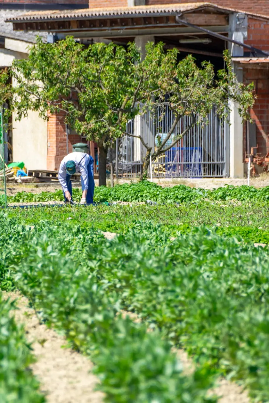 Agroalimentare lucano, Bochicchio: “Servono reti e infrastrutture per crescere”