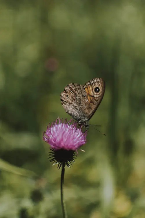 Basilicata “scrigno di biodiversità”: a Potenza una giornata dedicata alla tutela ambientale