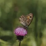 Basilicata “scrigno di biodiversità”: a Potenza una giornata dedicata alla tutela ambientale