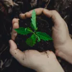 Forestazione, Cifarelli: “Da Cicala e Bardi una pantomima politica”