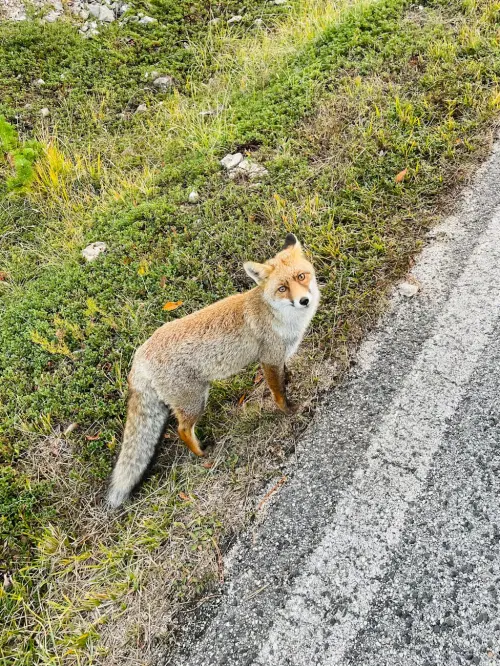Fauna selvatica, accordo in Basilicata per i centri Cras