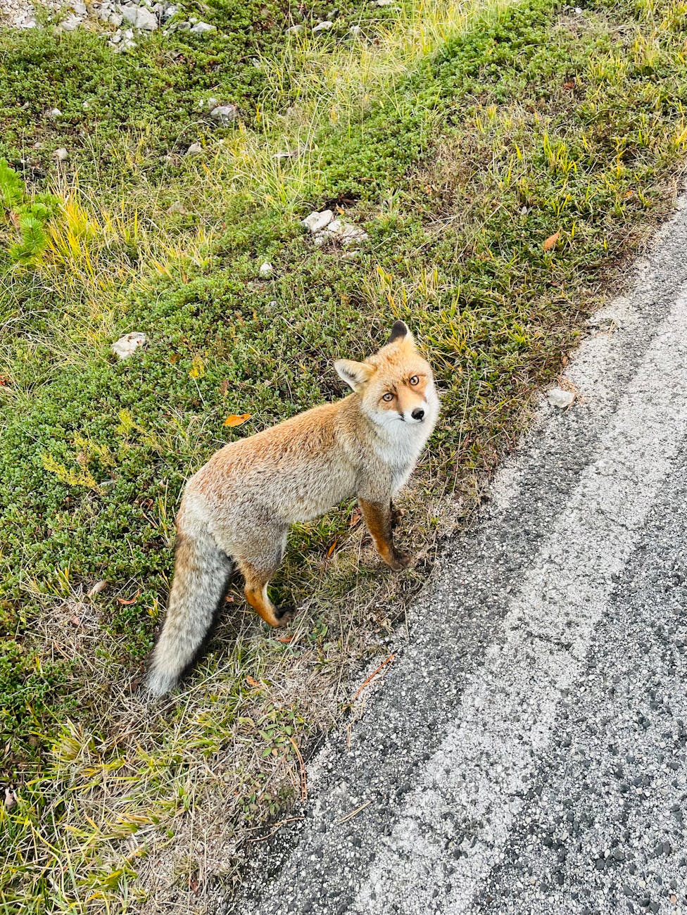 Fauna selvatica, accordo in Basilicata per i centri Cras