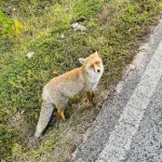 Fauna selvatica, accordo in Basilicata per i centri Cras