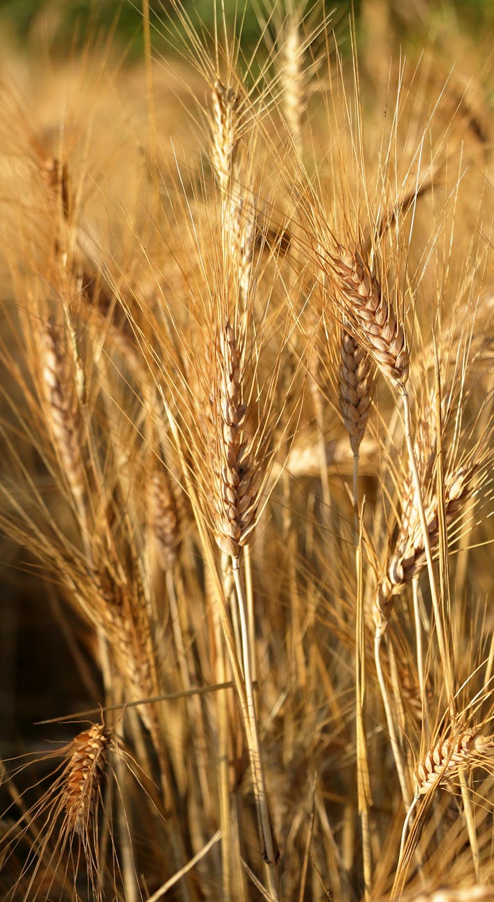 Basilicata, produzione di grano duro in ripresa dopo la crisi idrica