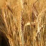 Basilicata, produzione di grano duro in ripresa dopo la crisi idrica