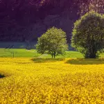 Oscar Green Coldiretti: giovani e qualità fanno crescere l’agricoltura lucana