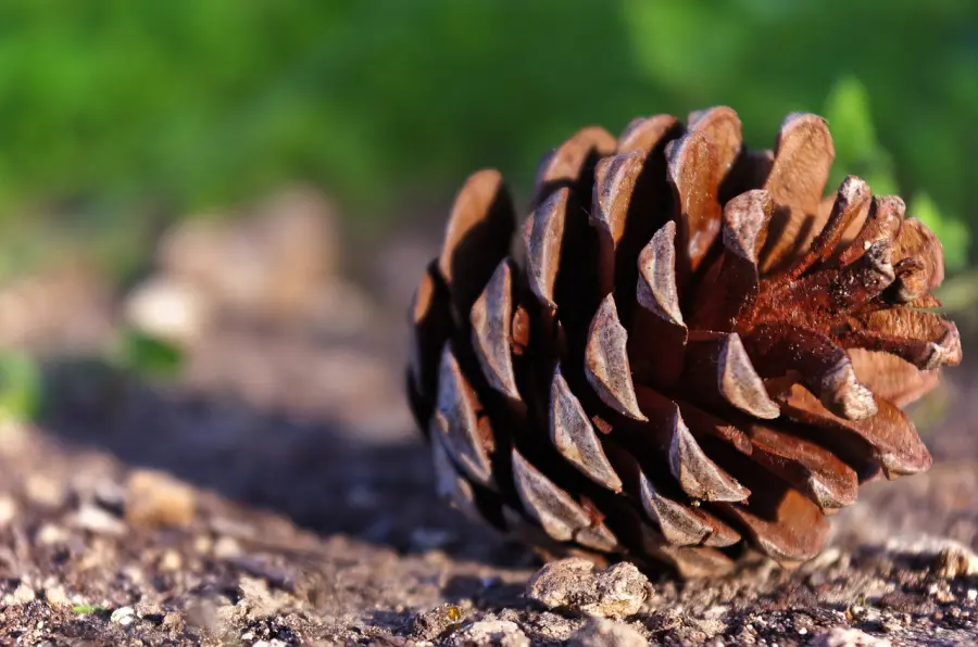 “Eureca!”, la natura tra ricerca scientifica e scuola: a Rotonda le Giornate del Paesaggio