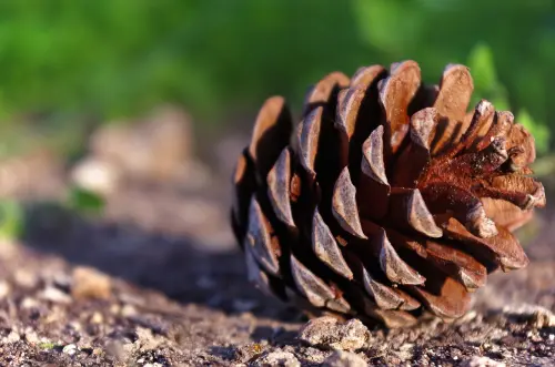 “Eureca!”, la natura tra ricerca scientifica e scuola: a Rotonda le Giornate del Paesaggio