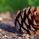 “Eureca!”, la natura tra ricerca scientifica e scuola: a Rotonda le Giornate del Paesaggio