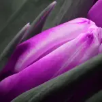 Giornata del Fiocchetto Lilla: a Chiaromonte la 15ª edizione dedicata ai disturbi alimentari